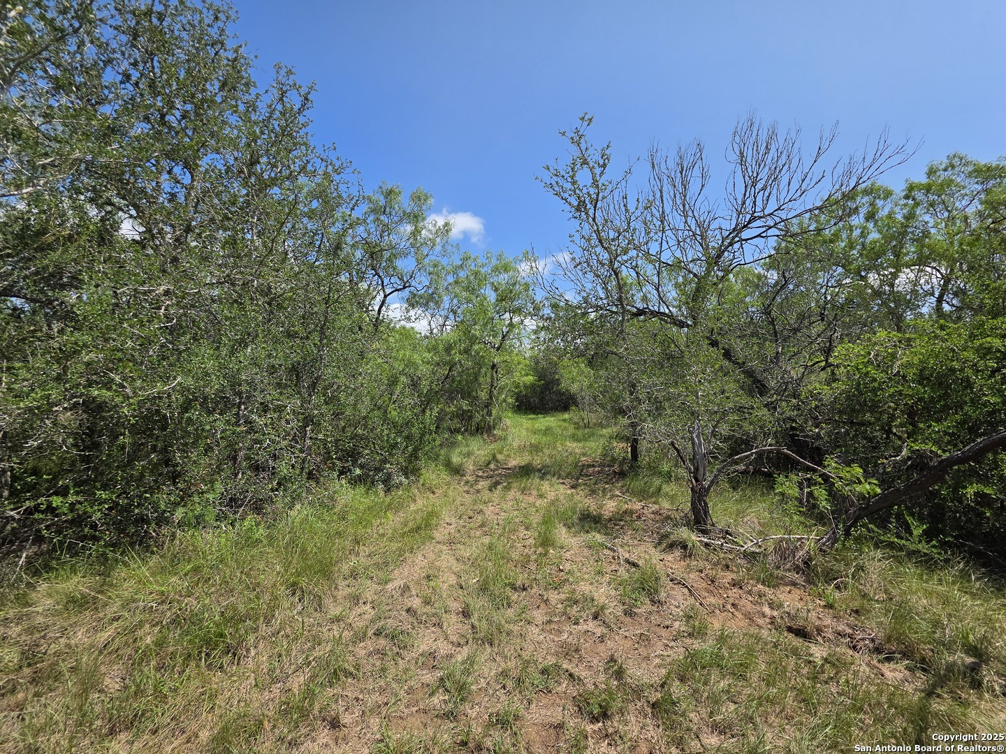 605 Marrou Road Seguin, TX 78155 - Photo 8 of 18 a view of a lush green space