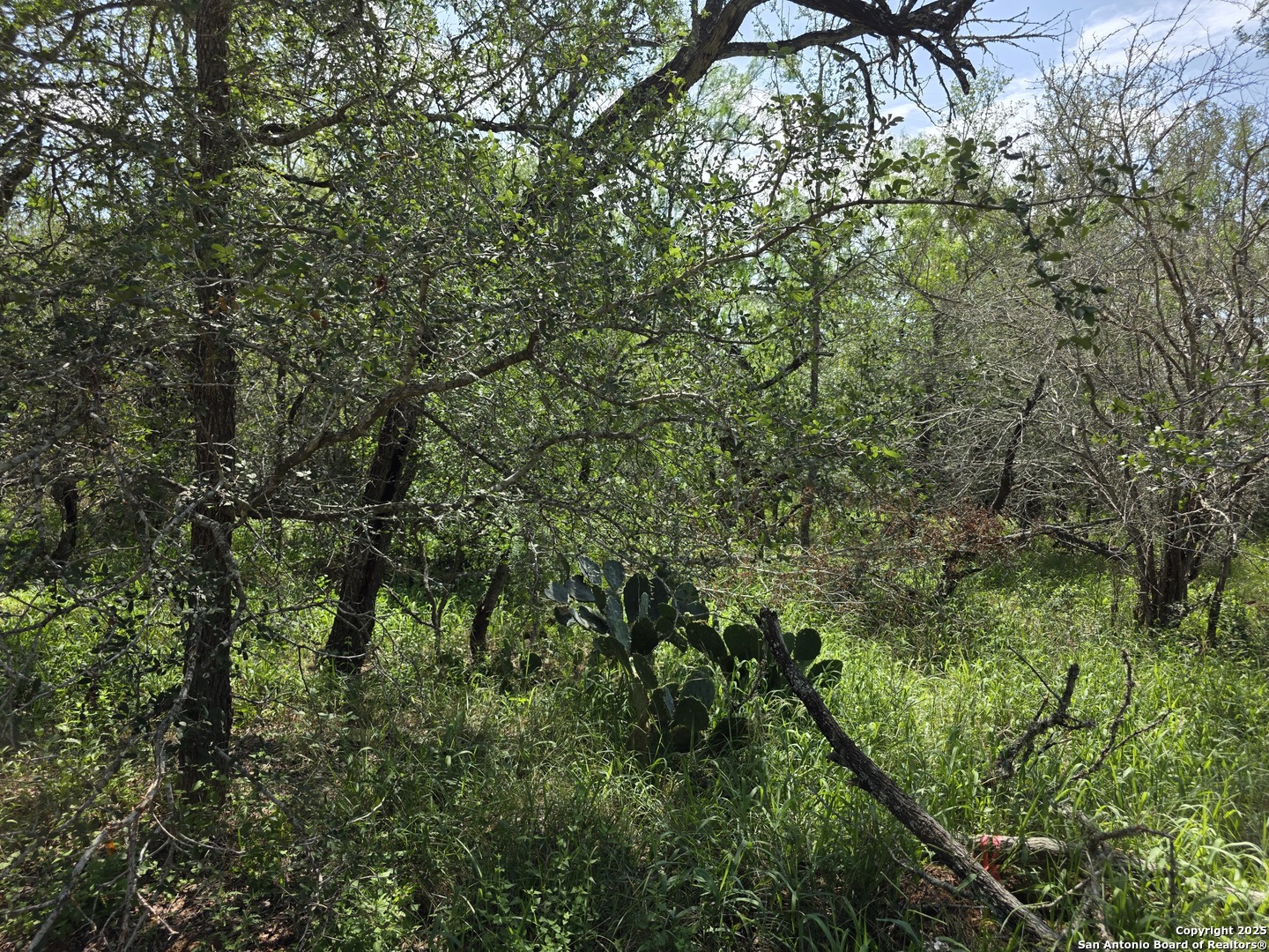 605 Marrou Road Seguin, TX 78155 - Photo 9 of 18 a view of a yard