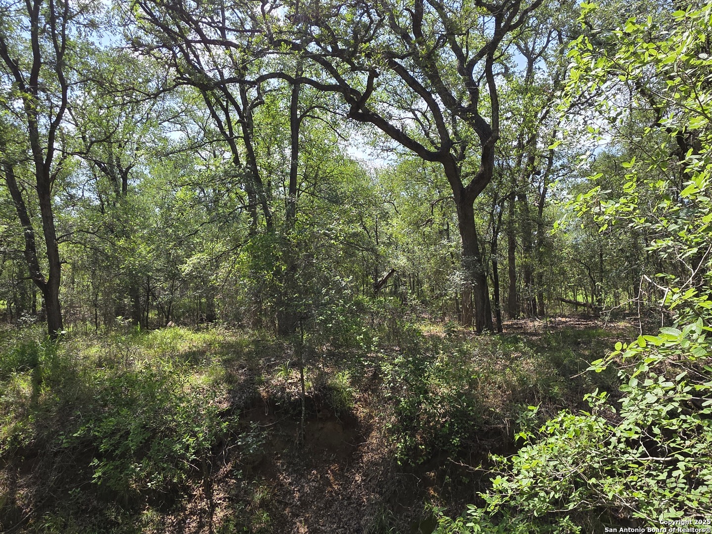605 Marrou Road Seguin, TX 78155 - Photo 10 of 18 a view of a forest filled with trees