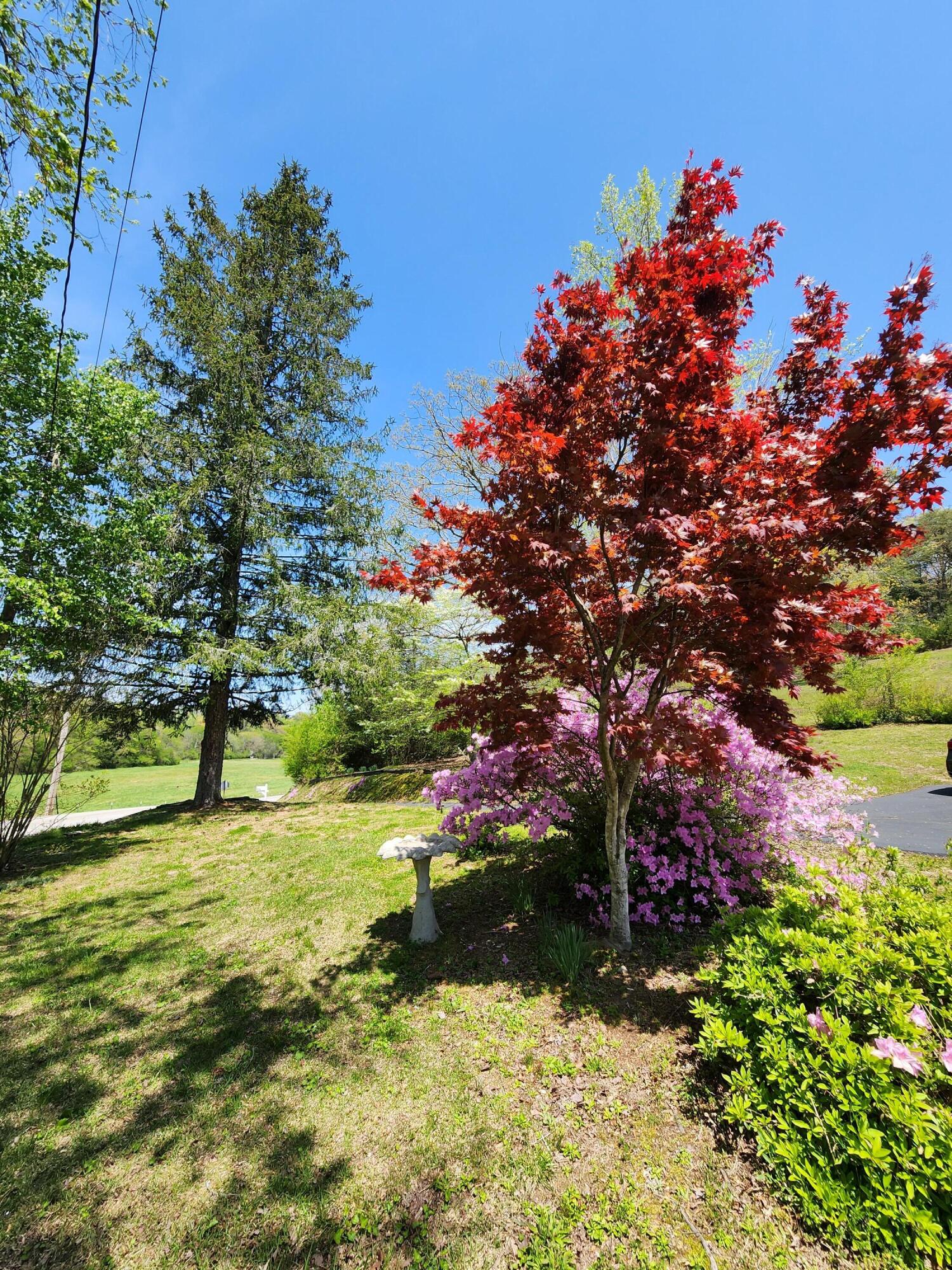 16106 Poole Road Sale Creek, TN 37373 - Photo 7 of 52 1000032428