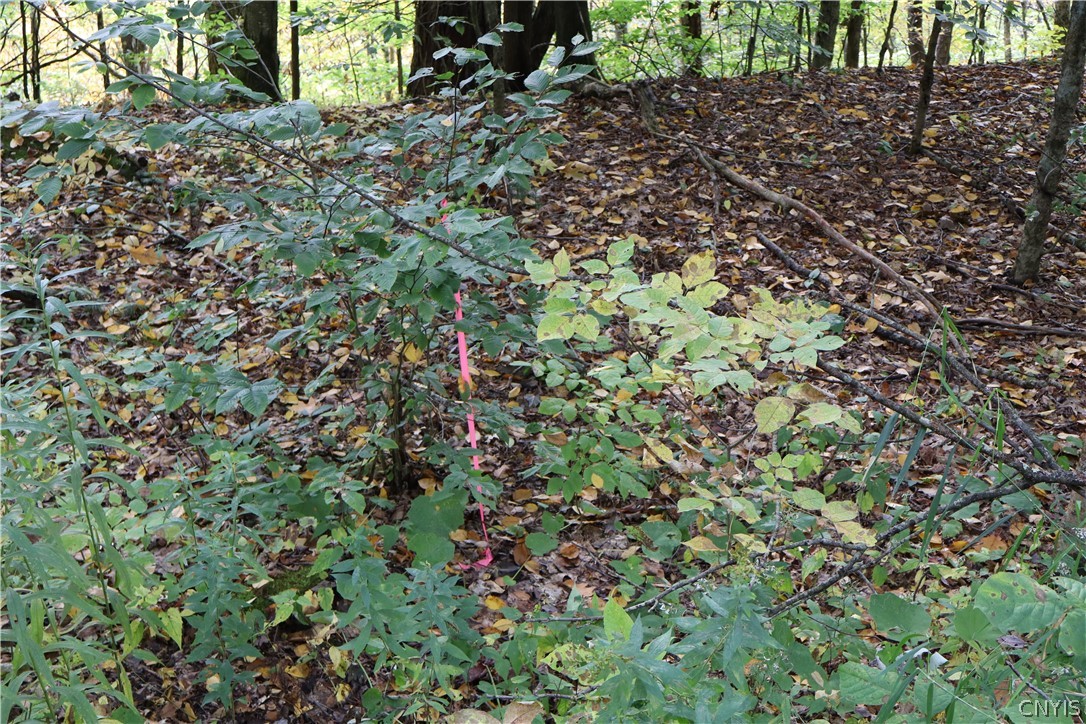Lawrence Road Windsor, NY 13865 - Photo 14 of 31 Gallery Image 14