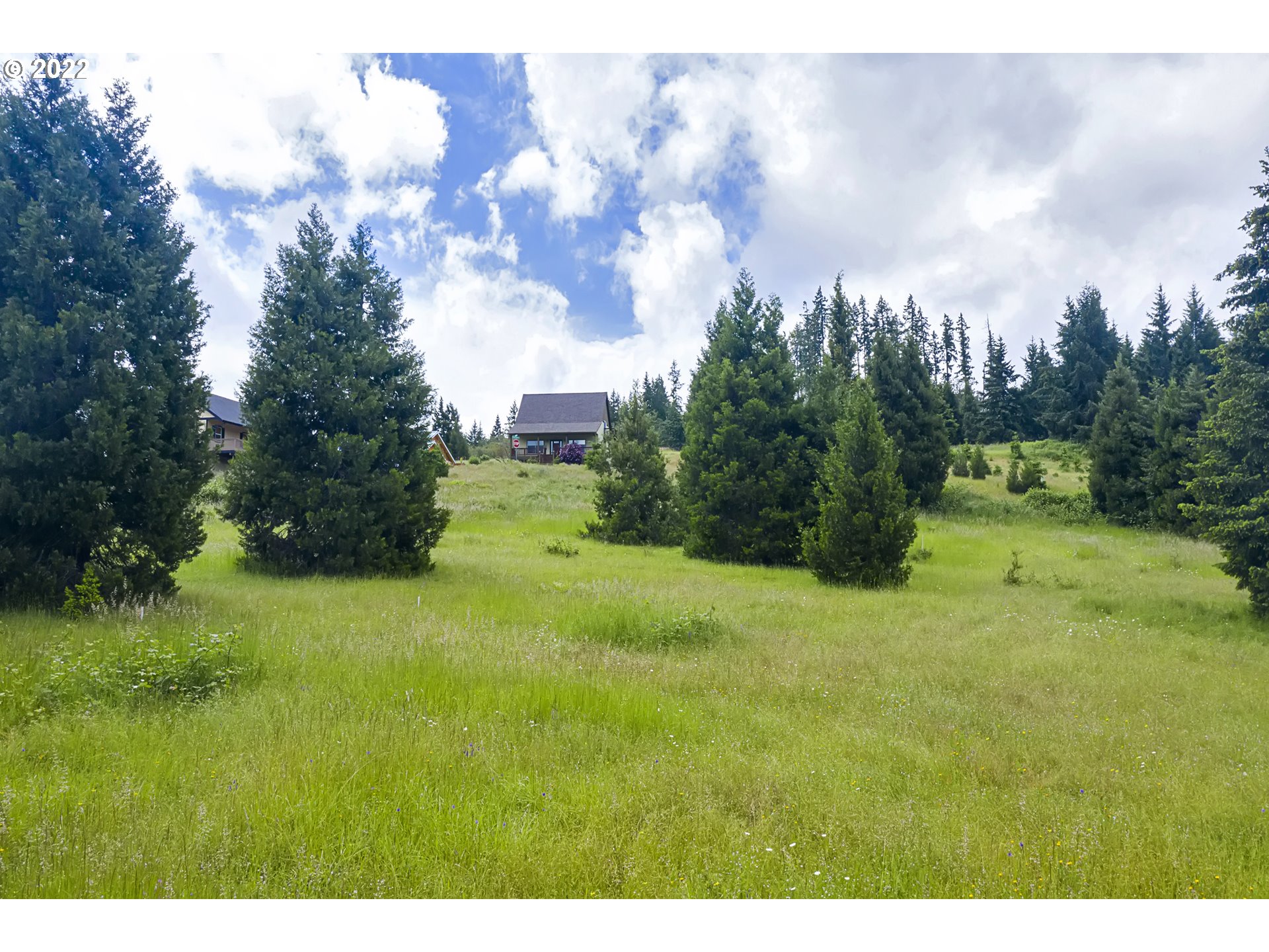 a view of a big yard with large trees