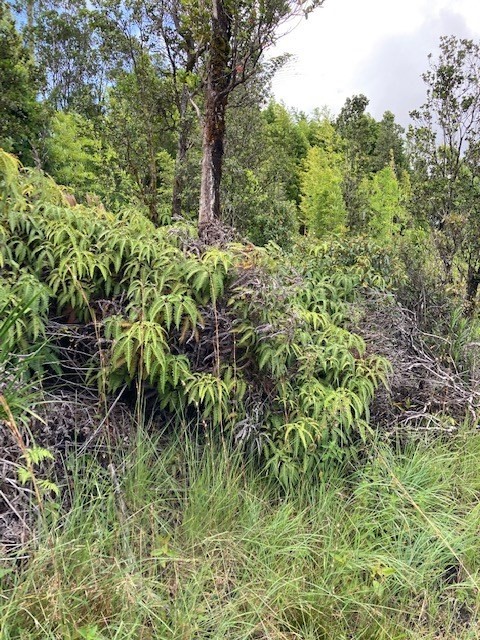 24 Ohialani Road Pahoa, HI 96778 - Photo 6 of 6 a view of a garden
