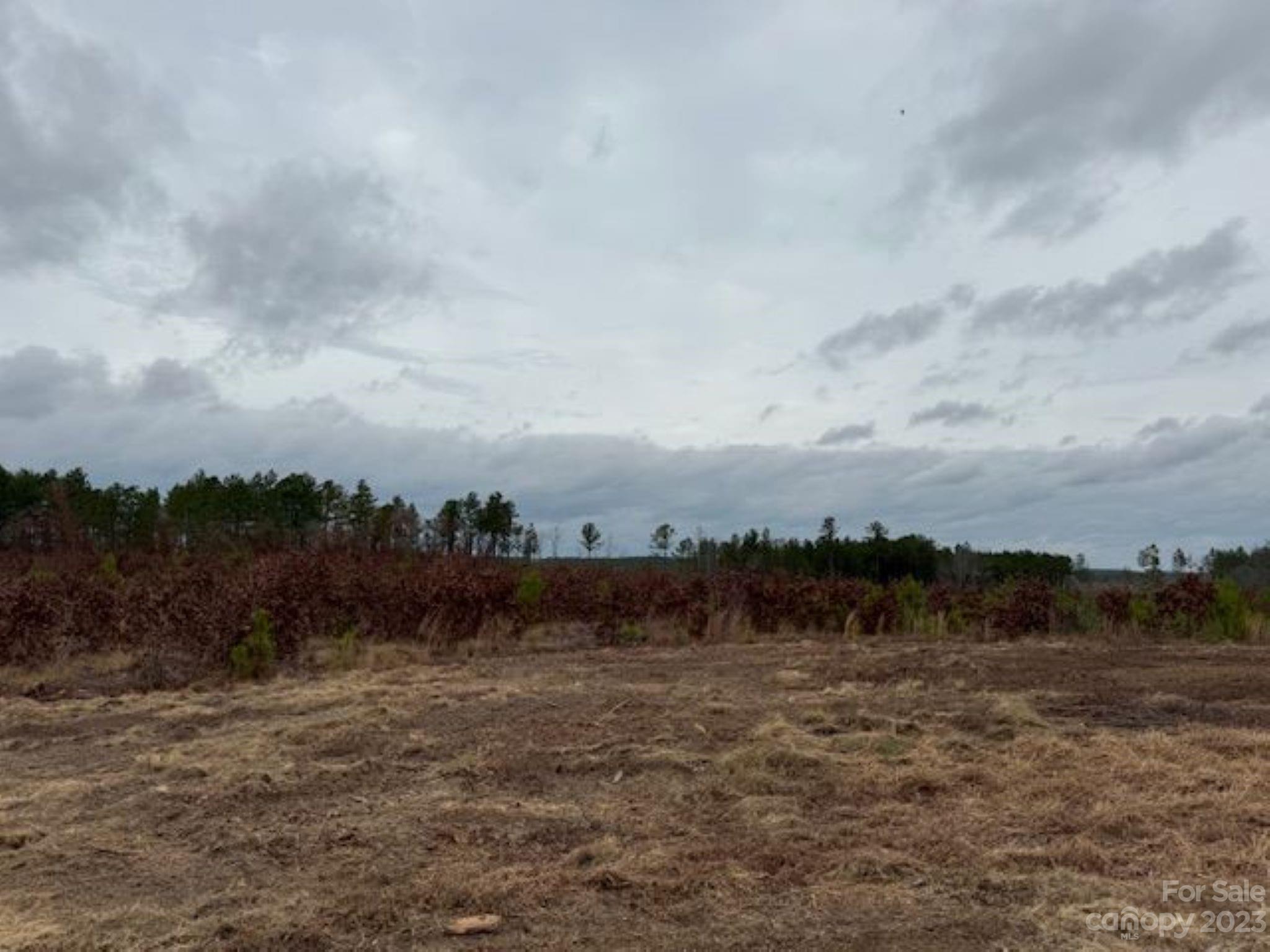 0 Gun-O-Field Road Wallace, SC 29596 - Photo 8 of 12 a view of a dry yard with trees