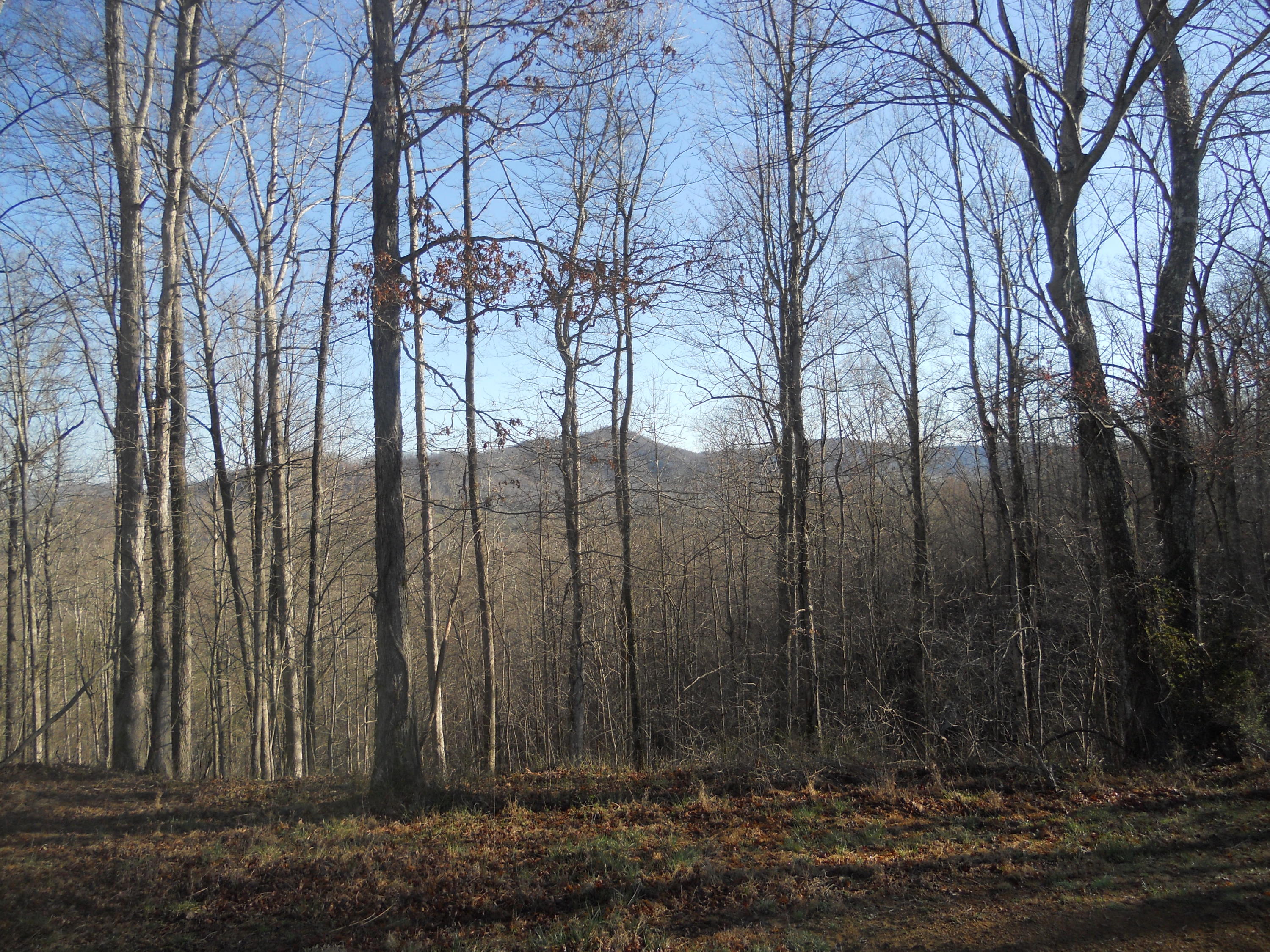 3759 Hurricane Road Huntsville, TN 37756 - Photo 9 of 29 013