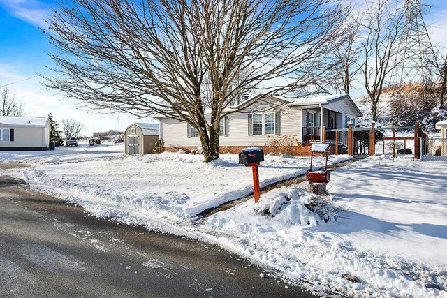 a street view with large trees
