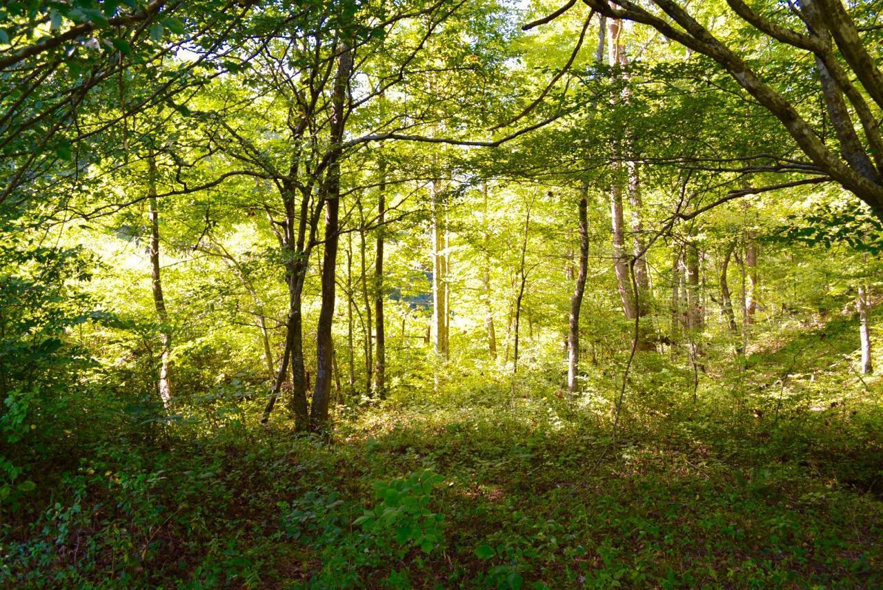 2370 Osborn Creek Road Strunk, KY 42649 - Photo 53 of 66 Additional Photo