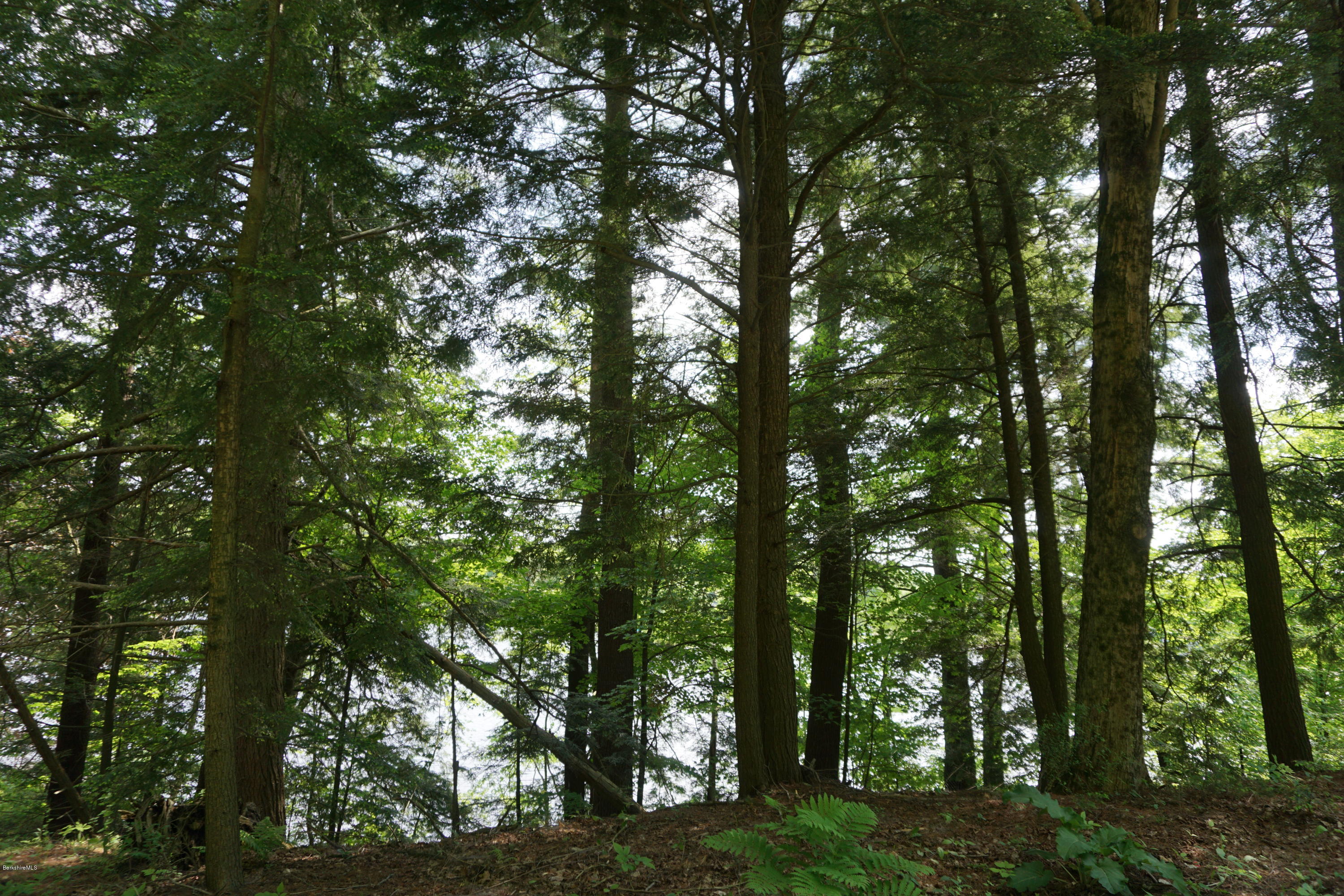 Sylvan Road Monterey, MA 01245 - Photo 1 of 4 a view of forest