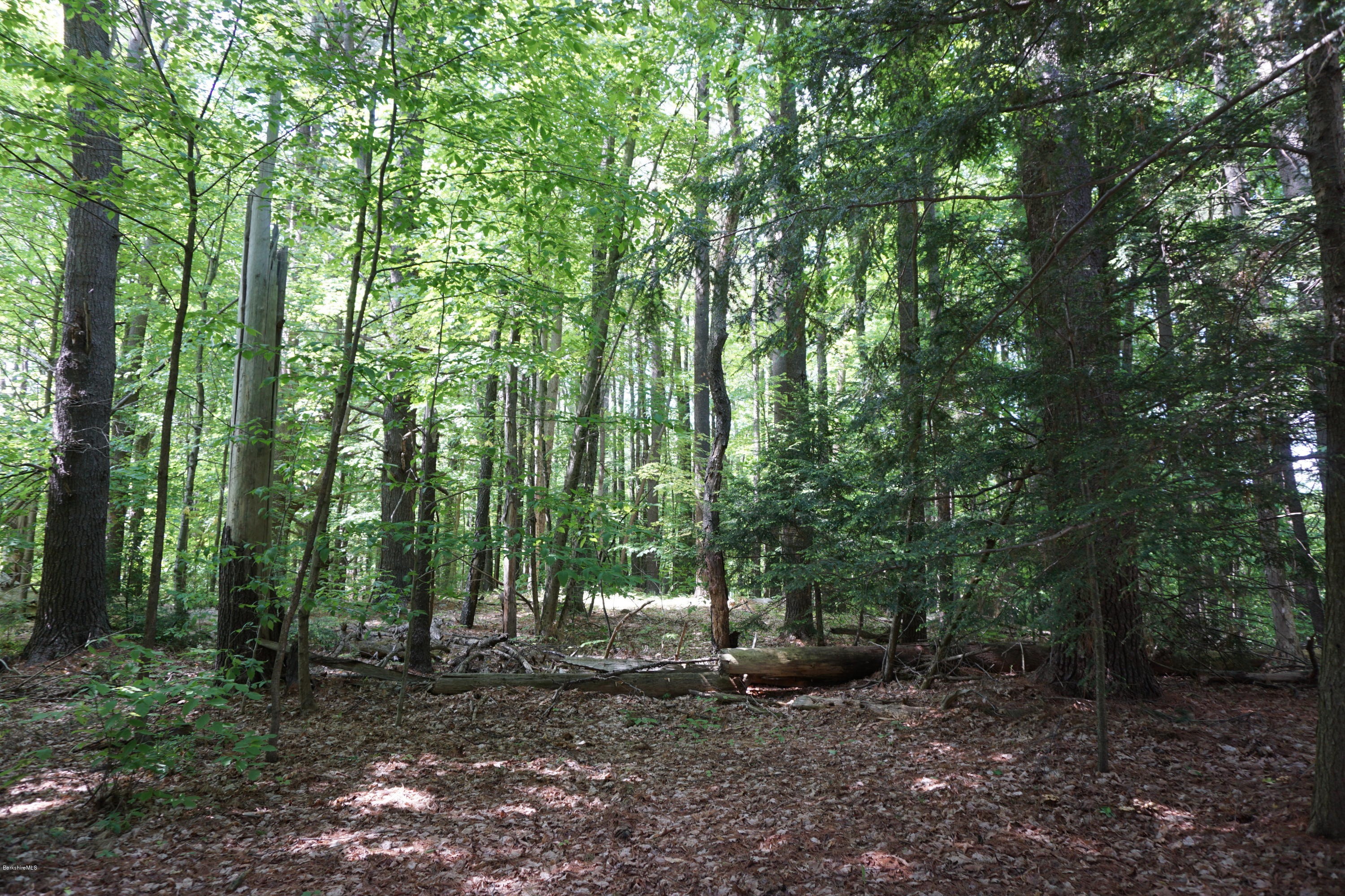 Sylvan Road Monterey, MA 01245 - Photo 3 of 4 a view of a forest that has large trees