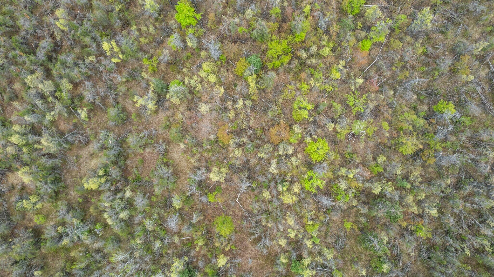110-acres Winding Road Lewiston, MI 49756 - Photo 5 of 20 16-web-or-mls-DJI_0987