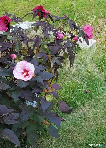 a view of a room with flowers and flowers