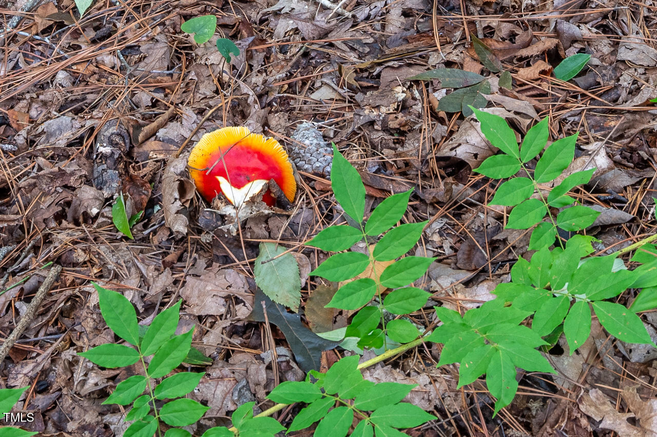 3946 Nottaway Road Durham, NC 27707 - Photo 11 of 12 a view of a tree with a backyard