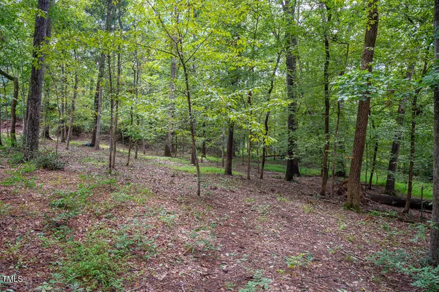 a view of a forest filled with trees