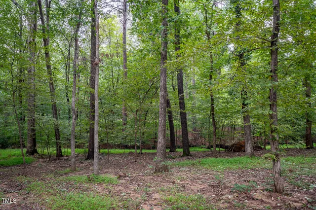 a view of a forest that has large trees