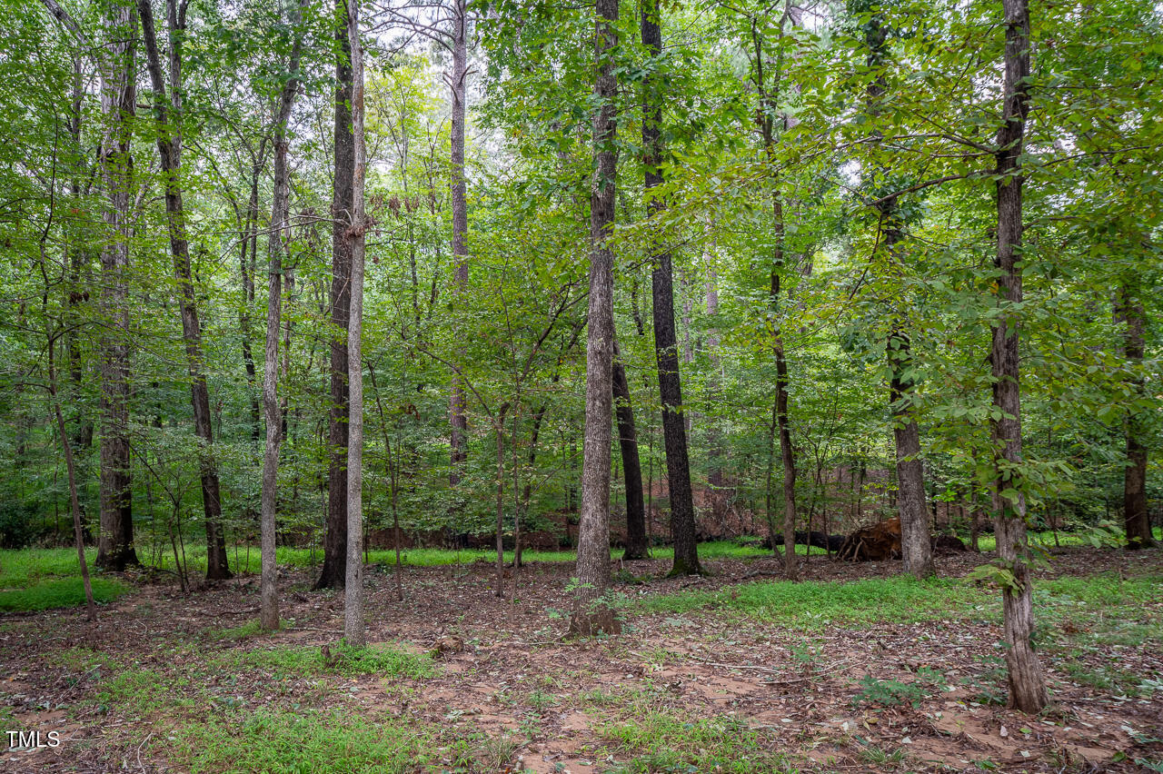 3946 Nottaway Road Durham, NC 27707 - Photo 9 of 12 a view of a forest that has large trees