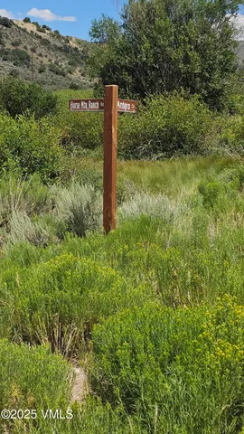 a view of a forest with a tree in a yard