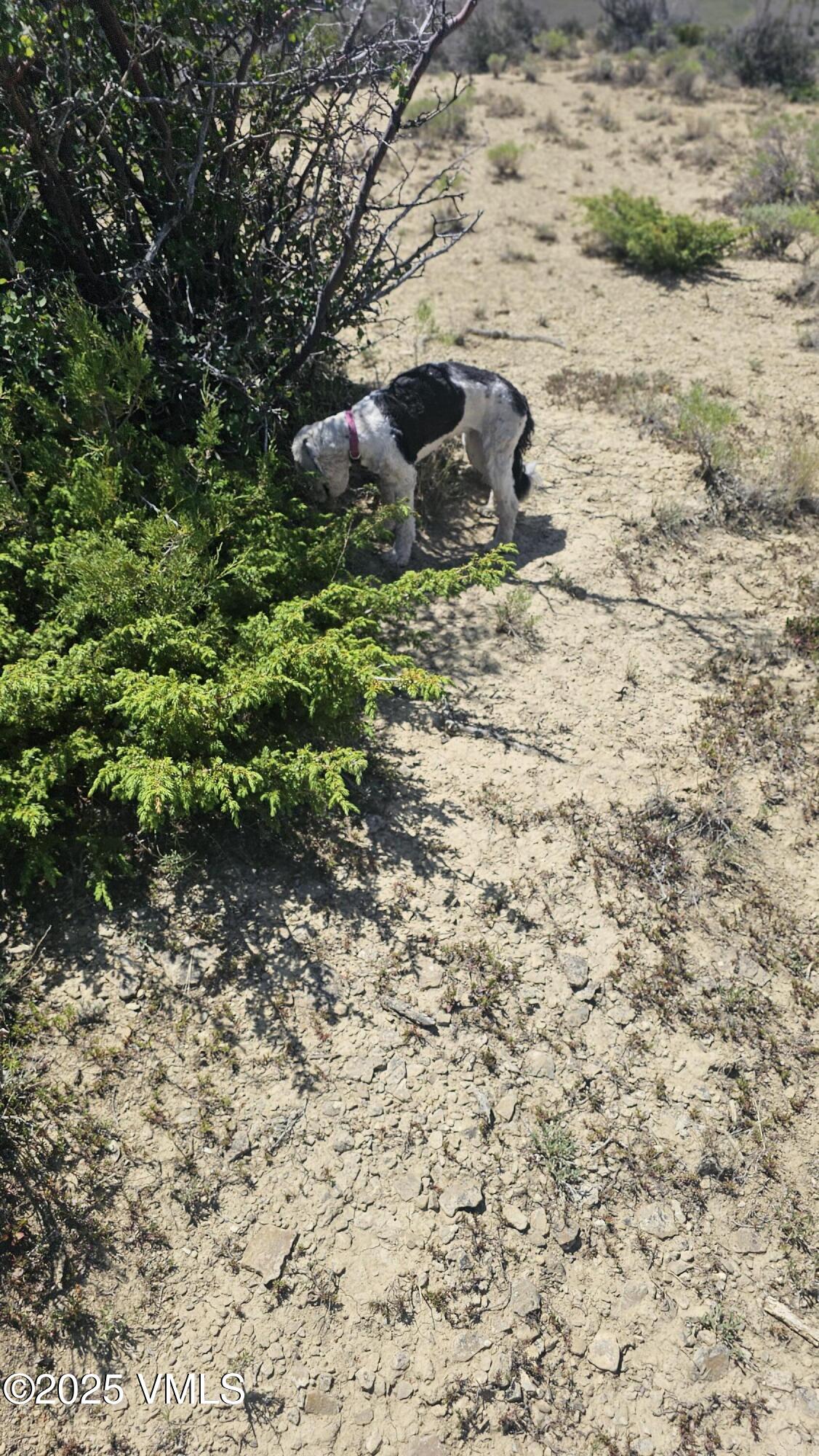 1 Horse Mountain Ranch Road Wolcott, CO 81655 - Photo 27 of 49 a backyard of a house with lots of green space