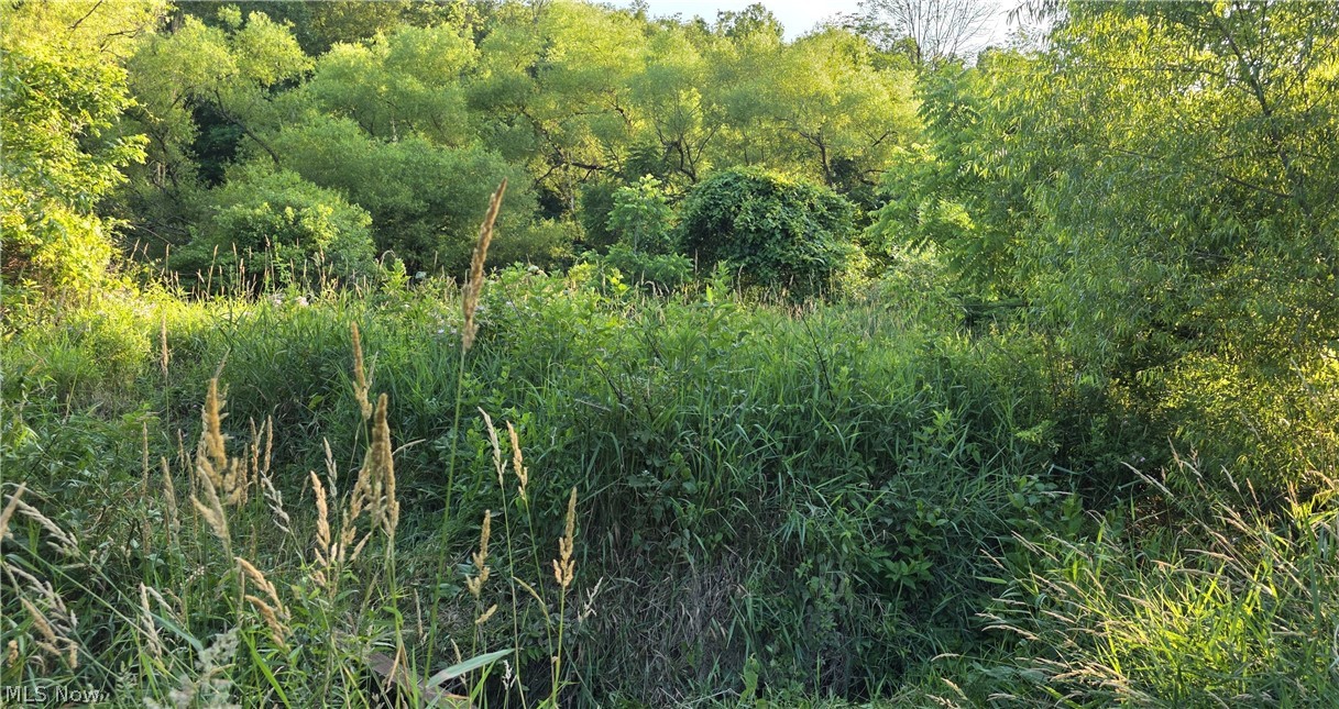 6820 Crane Run Road Cumberland, OH 43732 - Photo 14 of 29 Expansive green space featuring diverse foliage and a wooded backdrop