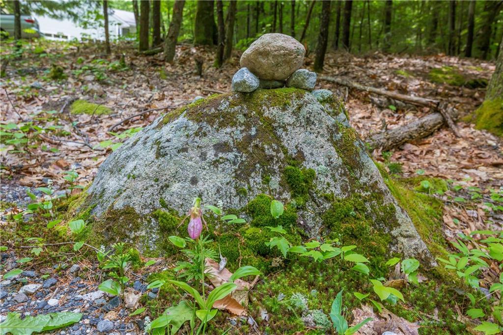 106 Merrill Road Gray, ME 04039 - Photo 32 of 35 Lady slipper, one of several