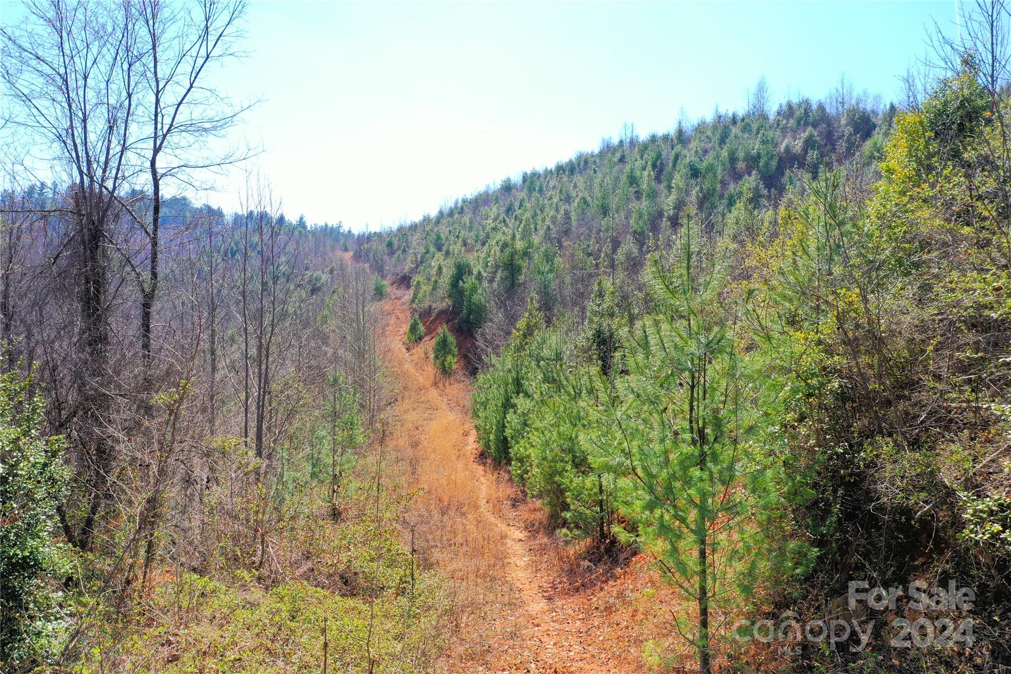 0 Playmore Beach Road Lenoir, NC 28645 - Photo 6 of 16 a view of a forest with a tree
