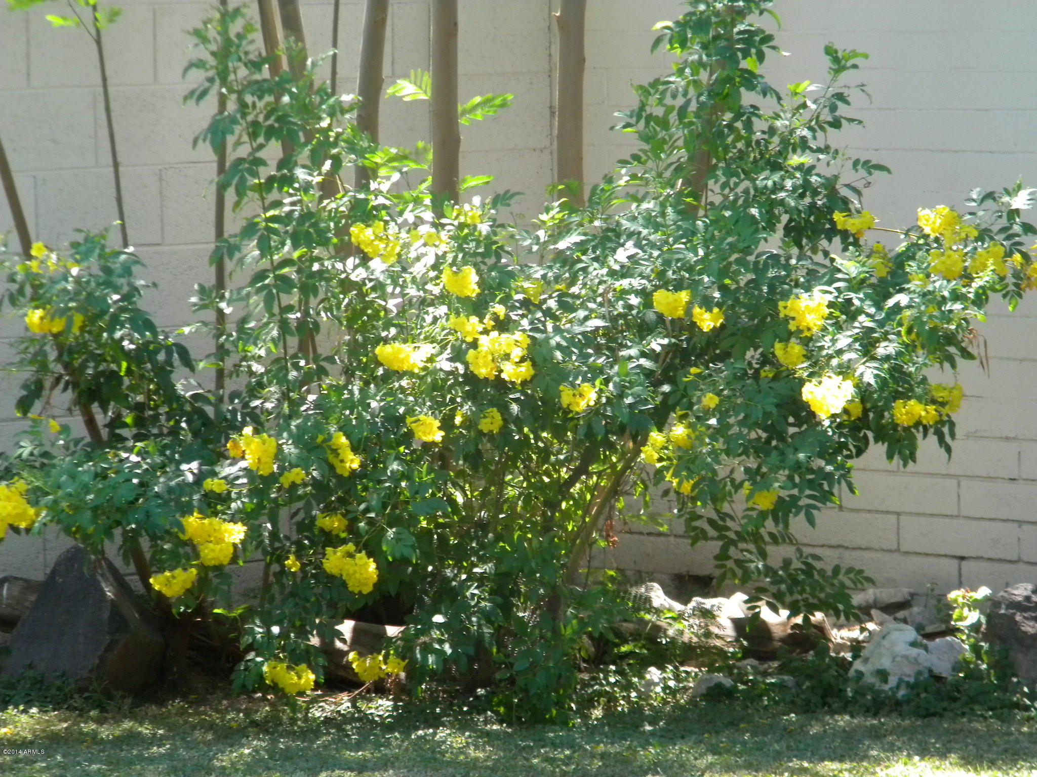 4645 East Osborn Road Phoenix, AZ 85018 - Photo 12 of 15 4848 back yard flowers