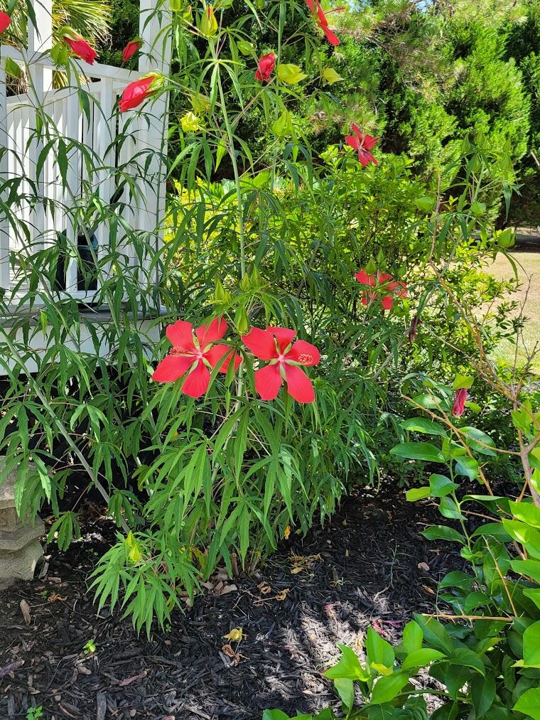 7295 Awendaw Landing Road Awendaw, SC 29429 - Photo 22 of 48 Flowers