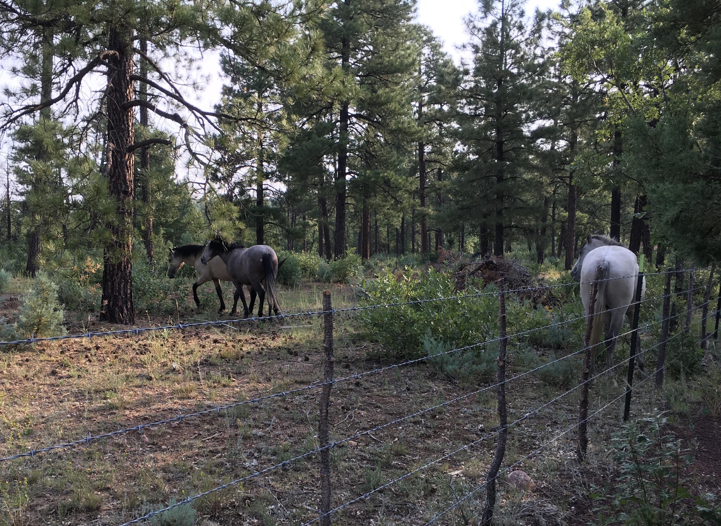 1335 West Rim Road Lakeside, AZ 85929 - Photo 10 of 31 Gallery Image 10