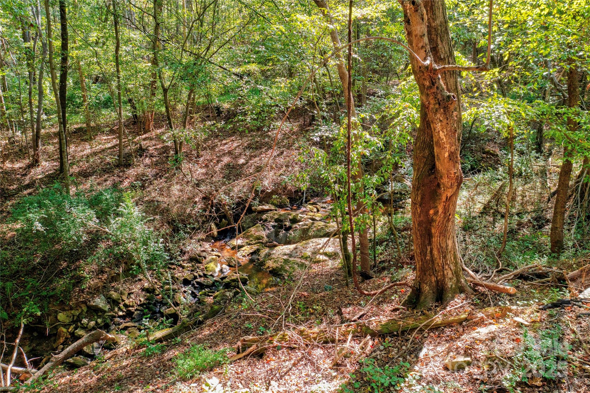 411 El Bethel Road Kings Mountain, NC 28086 - Photo 42 of 42 a view of a forest with trees