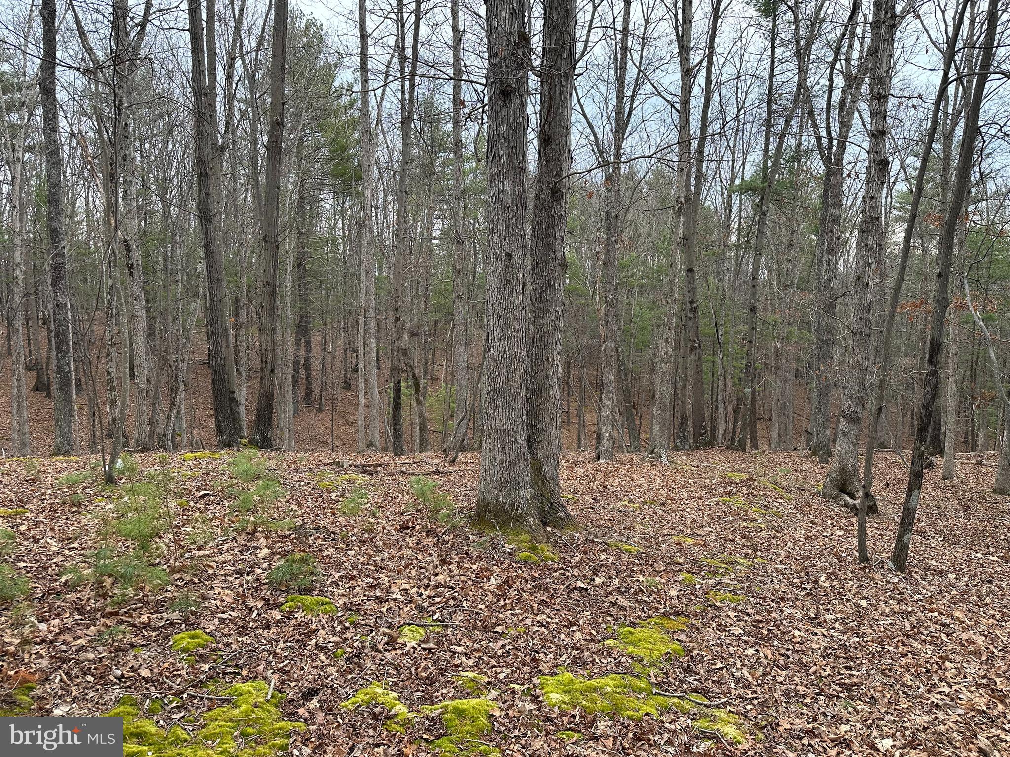 Oliver Beltz Road Oldtown, MD 21555 - Photo 7 of 14