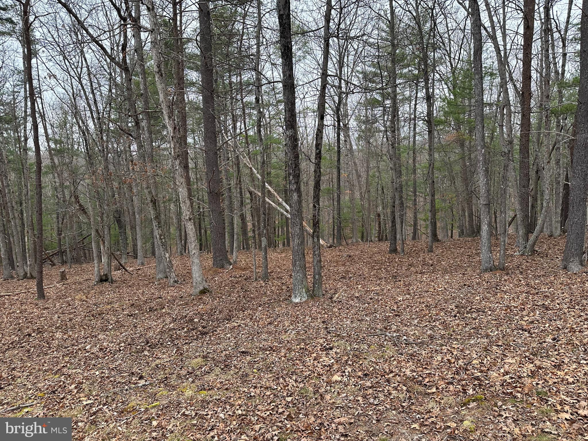 Oliver Beltz Road Oldtown, MD 21555 - Photo 8 of 14