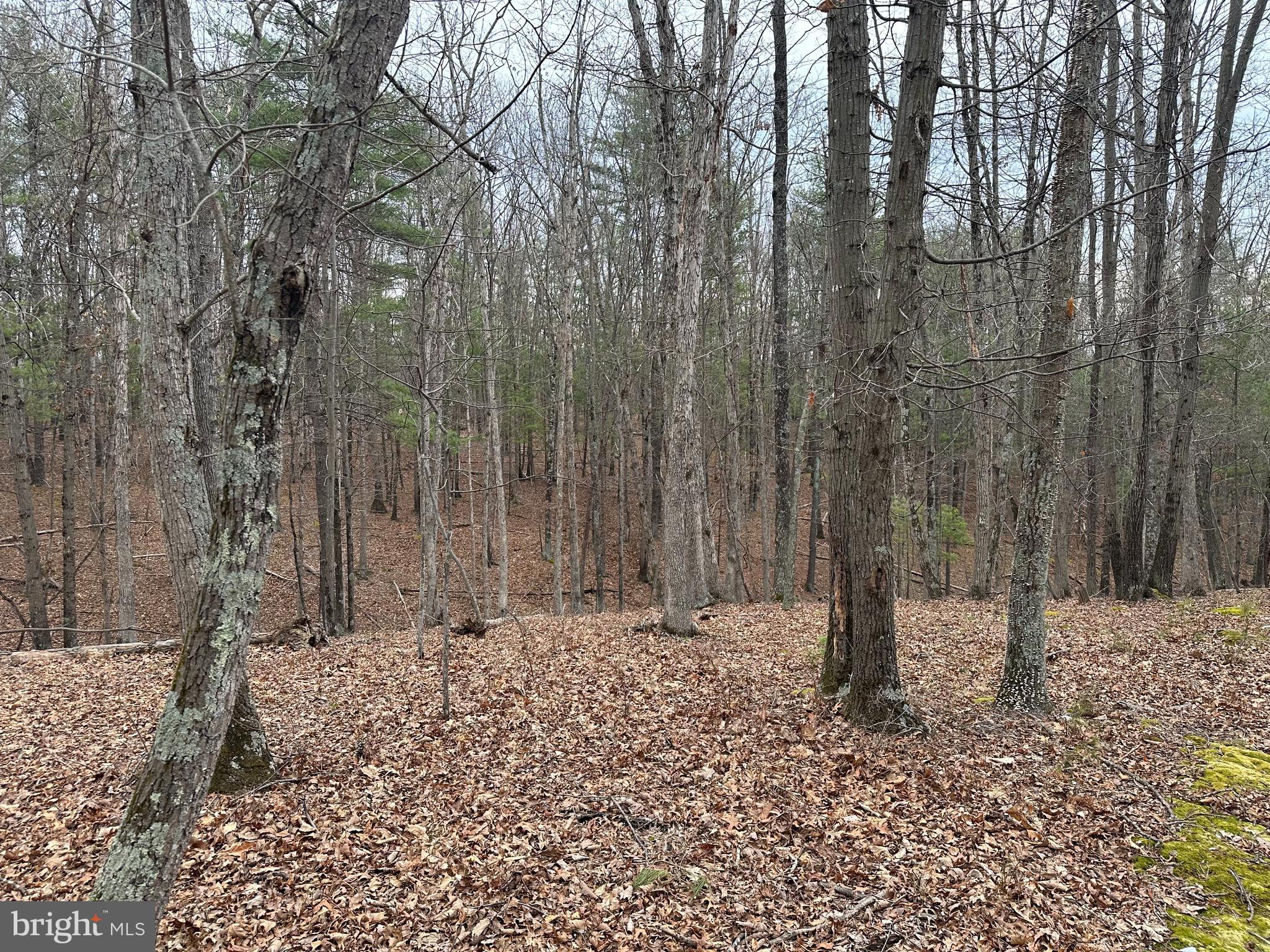 Oliver Beltz Road Oldtown, MD 21555 - Photo 10 of 14