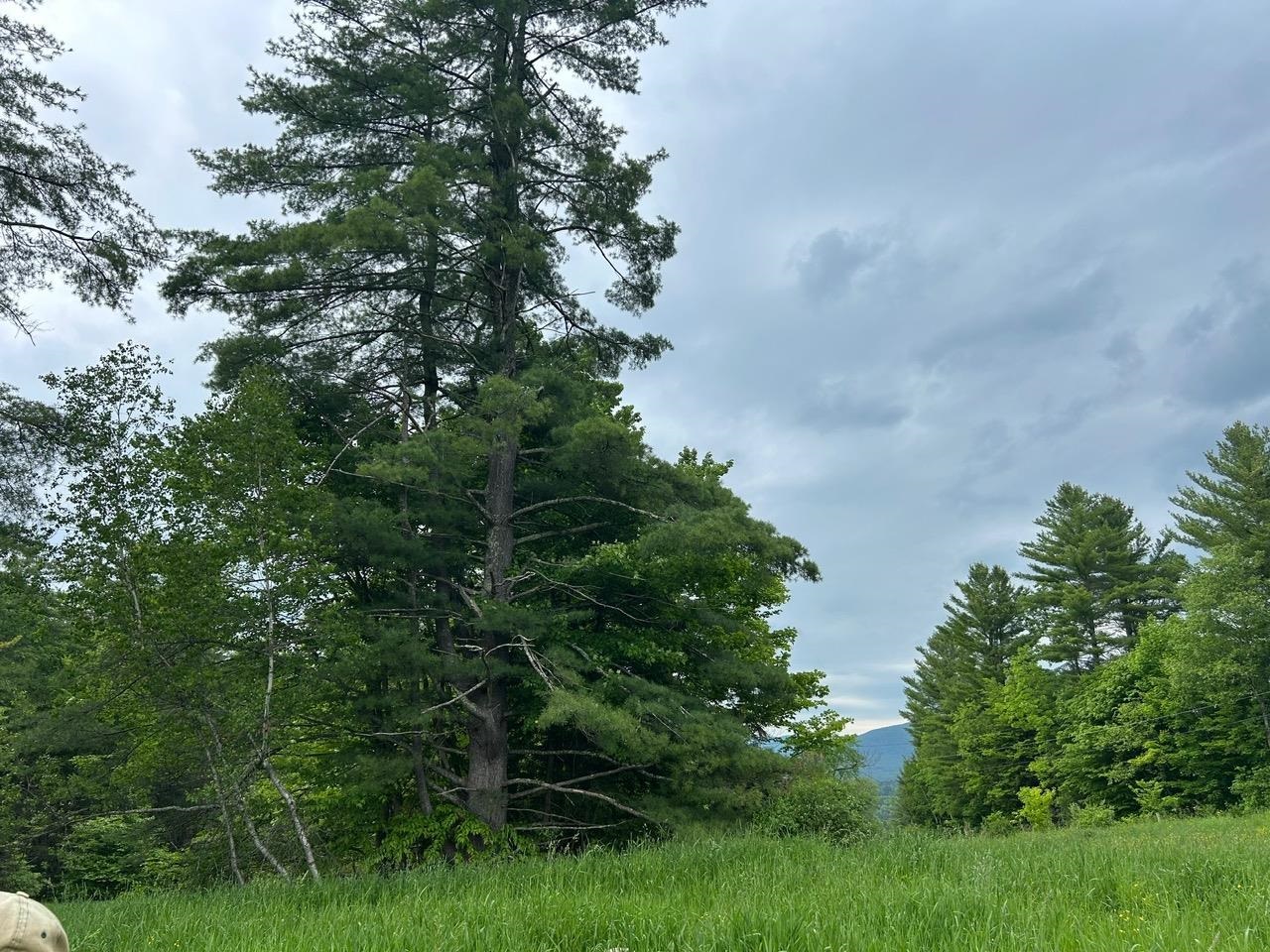 0 Rocky Road Johnson, VT 05656 - Photo 10 of 22