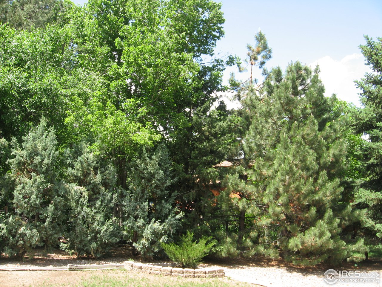 2512 Hawthorne Road Fort Collins, CO 80524 - Photo 29 of 31 Trees in front of back fence