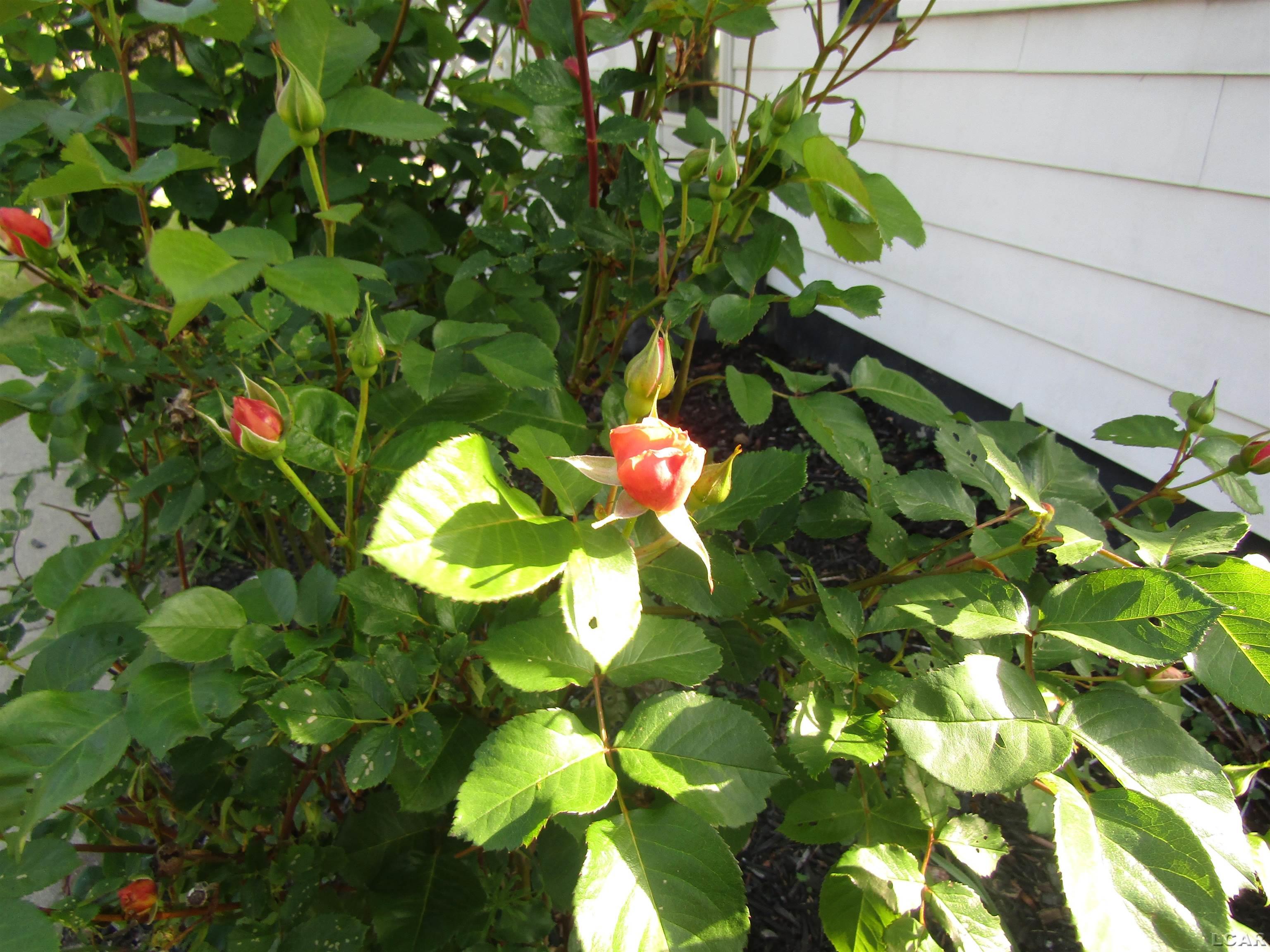 736 State Street Adrian, MI 49221 - Photo 22 of 24 50176218-b41fd7d4-a6bb-4bda-b896-7d78a11a514b.JPG