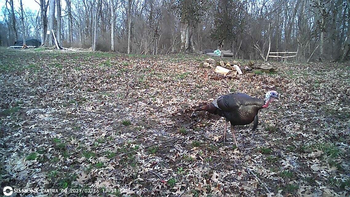 0 Pollard Road Nicholasville, KY 40356 - Photo 12 of 17 Turkey close up