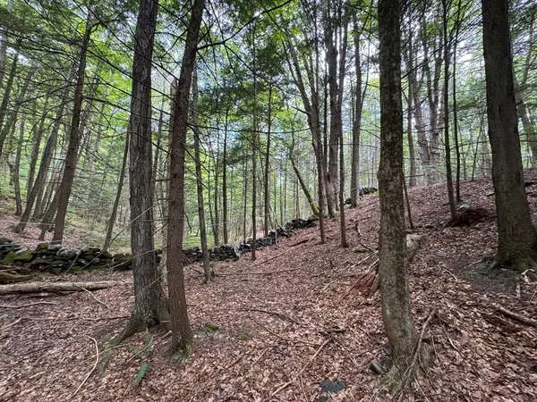 a view of outdoor space with lots of trees