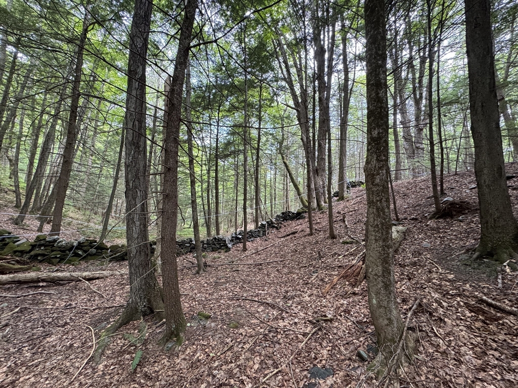 a view of outdoor space with lots of trees