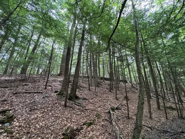 a view of a forest with lots of trees
