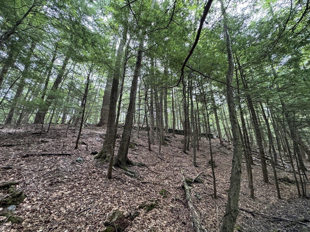 0 North Street Whately, MA 01093 - Photo 13 of 15 a view of a forest with lots of trees