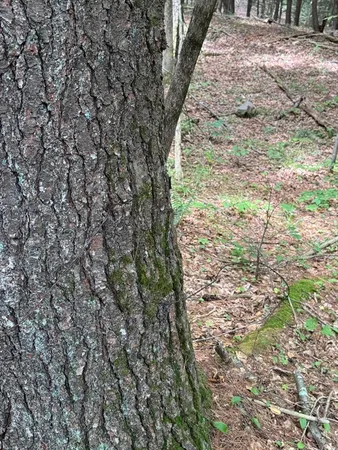 a view of a yard with plants and trees
