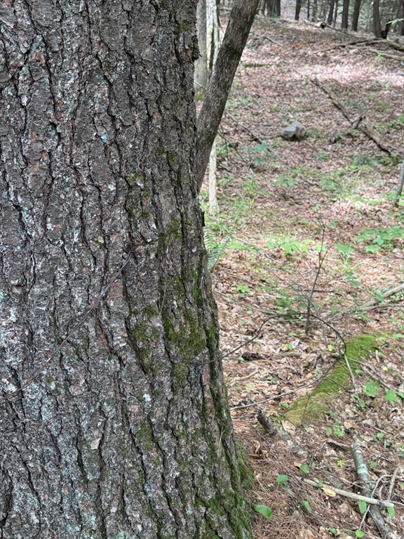 0 North Street Whately, MA 01093 - Photo 3 of 15 a view of a yard with plants and trees