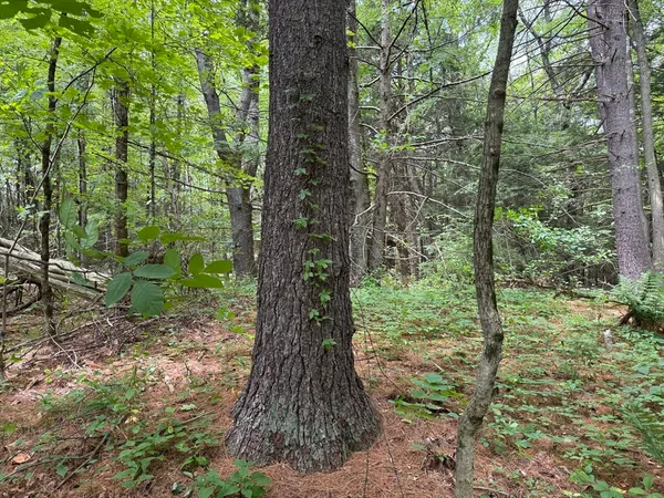 a large tree in the middle of a forest