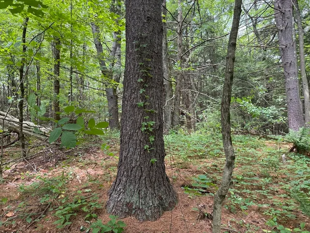 a large tree in the middle of a forest