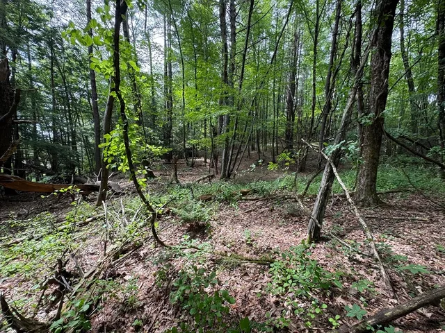 a view of a forest with a tree