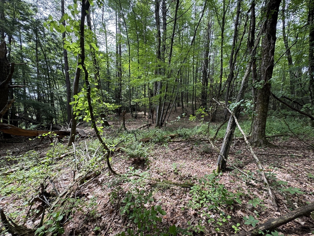 0 North Street Whately, MA 01093 - Photo 5 of 15 a view of a forest with a tree