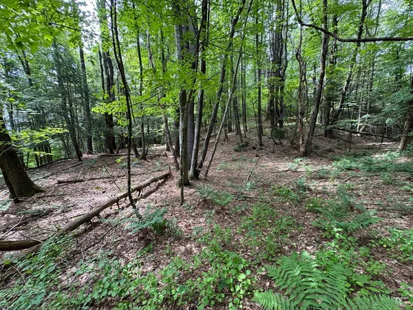 a backyard of a house with lots of plants and large trees