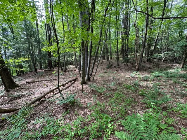 a backyard of a house with lots of plants and large trees