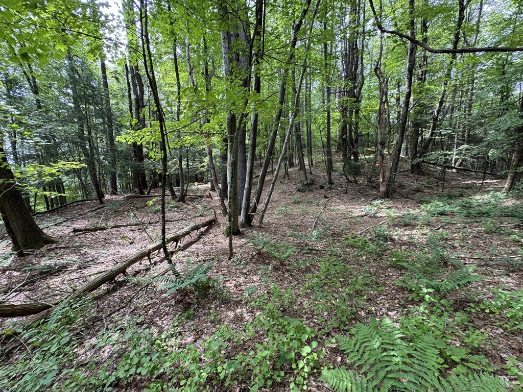 0 North Street Whately, MA 01093 - Photo 6 of 15 a backyard of a house with lots of plants and large trees