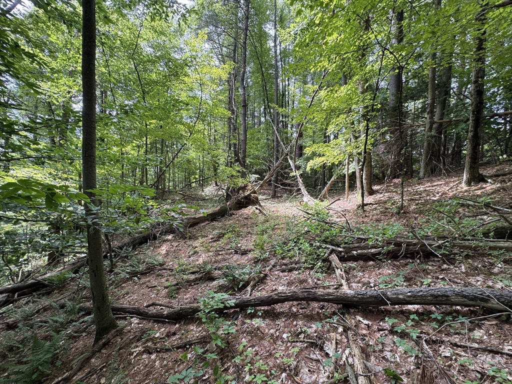 0 North Street Whately, MA 01093 - Photo 7 of 15 a view of outdoor space and trees