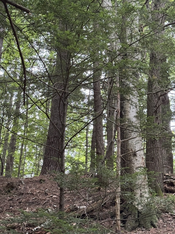 0 North Street Whately, MA 01093 - Photo 8 of 15 a backyard of a house with lots of green space